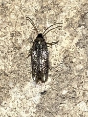 Zimmermannia