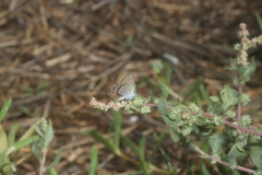Brephidium exilis yucateca