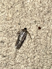 Zimmermannia