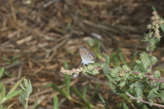 Brephidium exilis yucateca