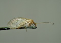 Hemerobius micans