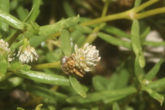 Blutaparon vermiculare