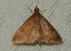 Pyrausta rubricalis