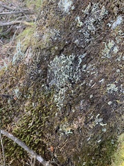 Cladonia cenotea