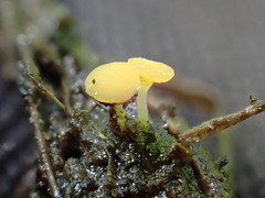 Hymenoscyphus menthae