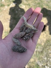 Athene cunicularia