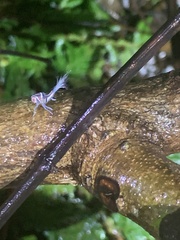 Pterodictya reticularis