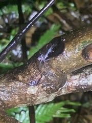 Pterodictya reticularis