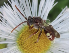 Nomada cuneata