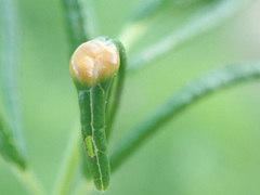 Puccinia recondita