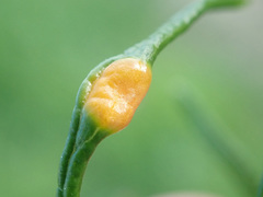 Puccinia recondita