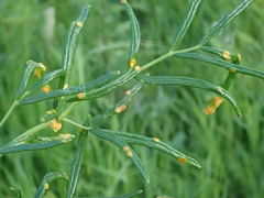 Puccinia recondita