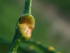 Puccinia recondita