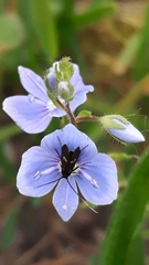 Cauchas fibulella