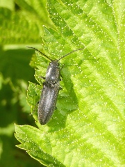 Corymbitodes lobatus
