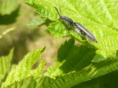 Corymbitodes lobatus