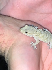 Tarentola mauritanica
