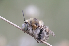 Anthophora femorata