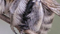 Anthophora femorata
