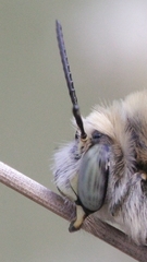 Anthophora femorata