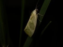 Earias albovenosana