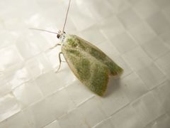 Earias albovenosana