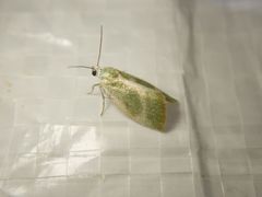 Earias albovenosana