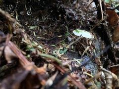 Mycena interrupta