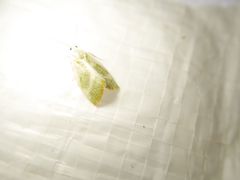 Earias albovenosana