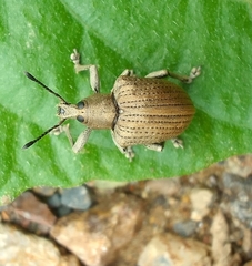Cydianerus argenteus