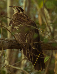 Dromococcyx phasianellus