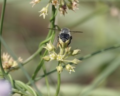 Megachile albitarsis