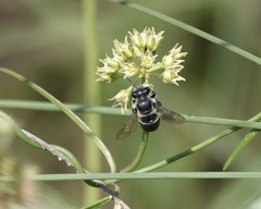 Megachile albitarsis