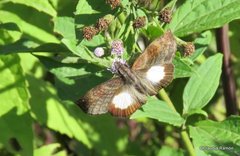 Theagenes albiplaga