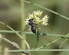 Megachile albitarsis
