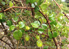 Salpichroa tristis