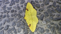 Opisthograptis punctilineata