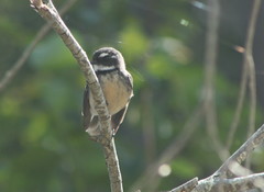 Rhipidura albiscapa alisteri