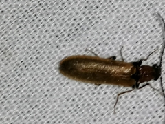 Denticollis linearis