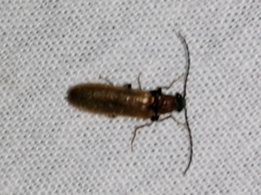 Denticollis linearis