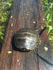 Chrysemys picta