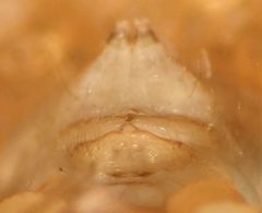 Psilochorus californiae