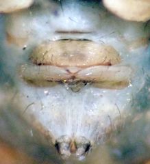 Psilochorus californiae