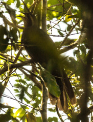 Dromococcyx phasianellus