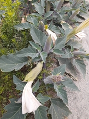 Datura wrightii