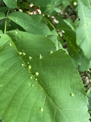 Phylloxera caryaefallax