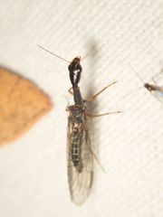 Xanthostigma