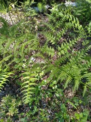 Pteridium aquilinum image