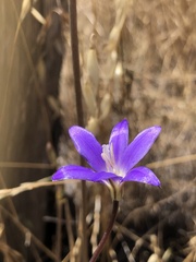 Brodiaea santarosae