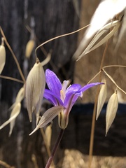 Brodiaea santarosae